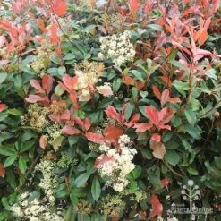 Photinia Red Robin 15 Photinia Red Robin -Felco Shop apo photinia flowers red leaves