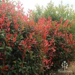 Photinia Red Robin 24 Photinia Red Robin -Felco Shop apo photinia hedge offices