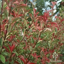 Photinia Pink Marble 22 Photinia Pink Marble -Felco Shop apo photinia pink marble hedge nursery