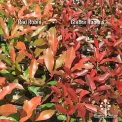 Photinia Red Robin 20 Photinia Red Robin -Felco Shop apo photinia red robin glabra rubens 1