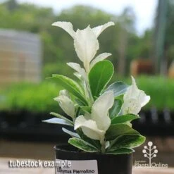 Euonymus Pierrolino - Variegated Spindle -Felco Shop apo pierrolino euonymus tubestock