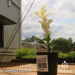 Euonymus Pierrolino - Variegated Spindle -Felco Shop apo pierrolino euonymus tubestock2