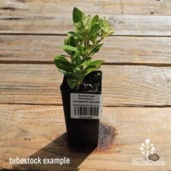 Euonymus Pierrolino - Variegated Spindle -Felco Shop apo pierrolino tubestock