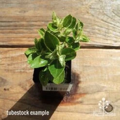 Euonymus Pierrolino - Variegated Spindle -Felco Shop apo pierrolino tubestock top