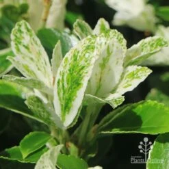 Euonymus Pierrolino - Variegated Spindle -Felco Shop apo pierrolino variegation