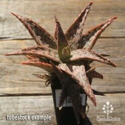 Aloe Pink Blush - Succulent -Felco Shop apo pink blush aloe tubestock large