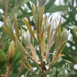 Callistemon Pink Champagne -Felco Shop apo pink champagne new leaf colour