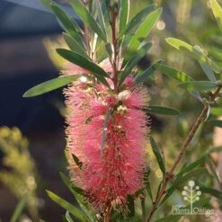 Callistemon Pink Champagne -Felco Shop apo pink champgne callistemon flower