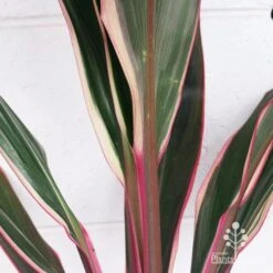 Cordyline Fruticosa Pink Diamond -Felco Shop apo pink diamond colouring