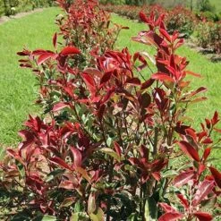 Photinia Pink Marble 25 Photinia Pink Marble -Felco Shop apo pink marble hedge flower farm