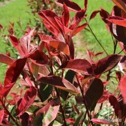 Photinia Pink Marble 16 Photinia Pink Marble -Felco Shop apo pink marble leaf colour