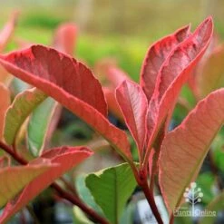 Photinia Pink Marble 23 Photinia Pink Marble -Felco Shop apo pink marble photinia new leaf