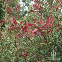 Photinia Pink Marble 24 Photinia Pink Marble -Felco Shop apo pink marble photinia nursery