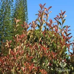 Photinia Pink Marble 18 Photinia Pink Marble -Felco Shop apo pink marble upright habit