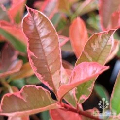 Photinia Pink Marble 17 Photinia Pink Marble -Felco Shop apo pink marble very pink