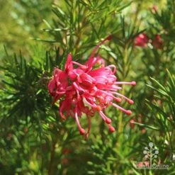 Grevillea Pink Pearl -Felco Shop apo pink pearl grevillea flower