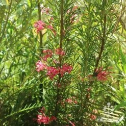 Grevillea Pink Pearl -Felco Shop apo pink pearl grevillea habit