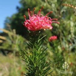 Grevillea Pink Pearl -Felco Shop apo pink pearl grevillea new flower