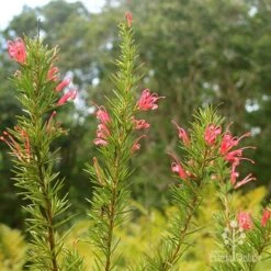 Grevillea Pink Pearl -Felco Shop apo pink pearl grevillea nursery flowering closeup