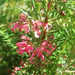 Grevillea Pink Pearl -Felco Shop apo pink pearl grevillea sunlit