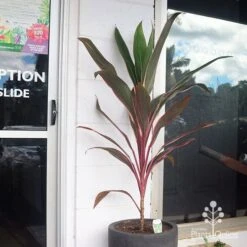Cordyline Fruticosa Pink Diamond -Felco Shop apo pinkdiamond reception