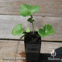 Geum Pretticoats Peach -Felco Shop apo pretticoats peach tubestock