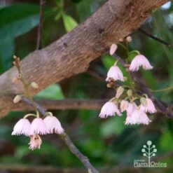 Elaeocarpus Prima Donna - Blueberry Ash -Felco Shop apo prima donna elaeocarpus flowers 1