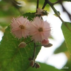Elaeocarpus Prima Donna - Blueberry Ash -Felco Shop apo prima donna flower beneath 1