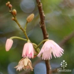 Elaeocarpus Prima Donna - Blueberry Ash -Felco Shop apo prima donna flower stages 1