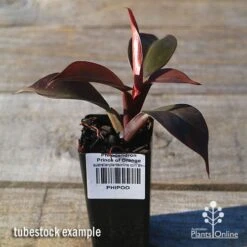 Philodendron Prince Of Orange 10 Philodendron Prince Of Orange -Felco Shop apo prince of orange philo tubestock2