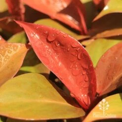 Philodendron Prince Of Orange 9 Philodendron Prince Of Orange -Felco Shop apo prince of orange philodendron colours