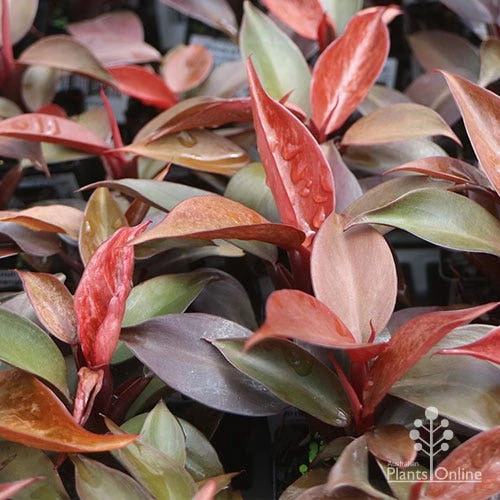 Philodendron Prince Of Orange 1 Philodendron Prince Of Orange