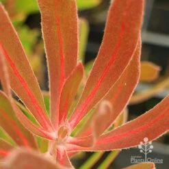 Protea Pink Ice -Felco Shop apo protea pink ice leaf vein colour