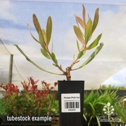 Protea Pink Ice -Felco Shop apo protea pink ice tubestock2