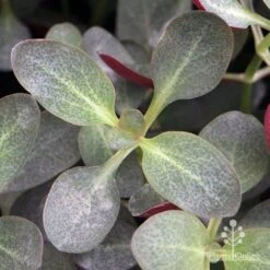 Crassula Purple Dragon - Fairy Crassula 15 Crassula Purple Dragon - Fairy Crassula -Felco Shop apo purple dragon crassula top view