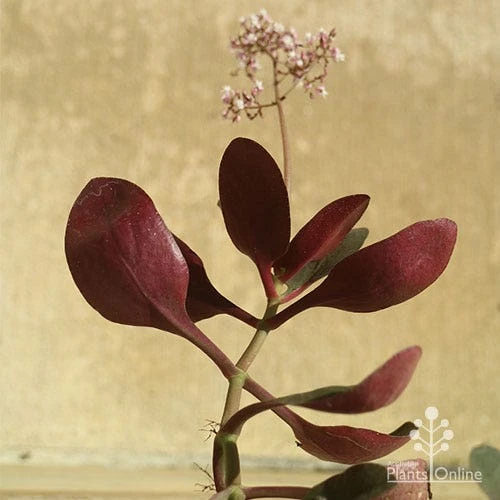 Crassula Purple Dragon - Fairy Crassula 7 Crassula Purple Dragon - Fairy Crassula - Image 7