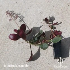 Crassula Purple Dragon - Fairy Crassula 10 Crassula Purple Dragon - Fairy Crassula -Felco Shop apo purple dragon tubestock august