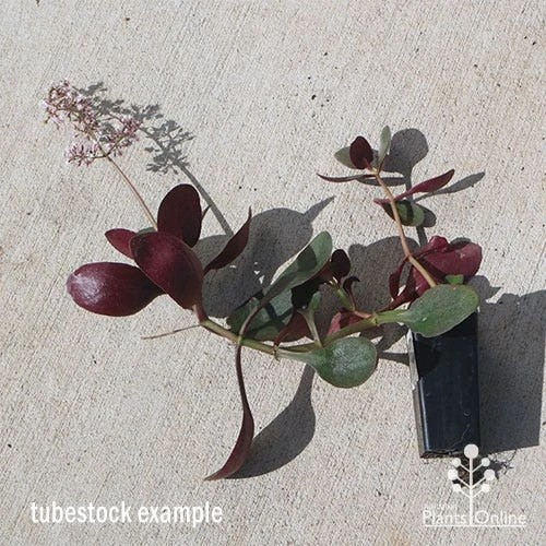 Crassula Purple Dragon - Fairy Crassula 3 Crassula Purple Dragon - Fairy Crassula - Image 3