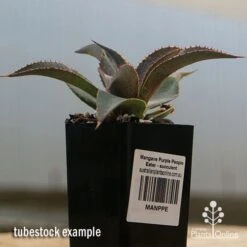 Mangave Purple People Eater - Succulent -Felco Shop apo purple people eater tubestock