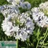 Agapanthus Queen Mum