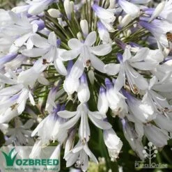 Agapanthus Queen Mum 6 Agapanthus Queen Mum -Felco Shop apo queen mum flower zoom