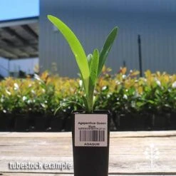 Agapanthus Queen Mum 7 Agapanthus Queen Mum -Felco Shop apo queen mum tubestock