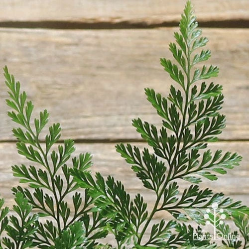 Humata - Rabbit's Foot Fern 2 Humata - Rabbit's Foot Fern - Image 2