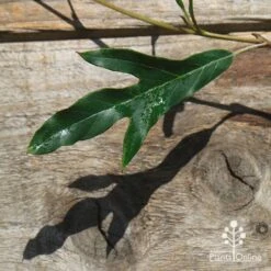 Grevillea Raptor 8 Grevillea Raptor -Felco Shop apo raptor leaf