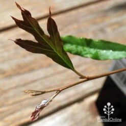 Grevillea Raptor 10 Grevillea Raptor -Felco Shop apo raptor leaf colour