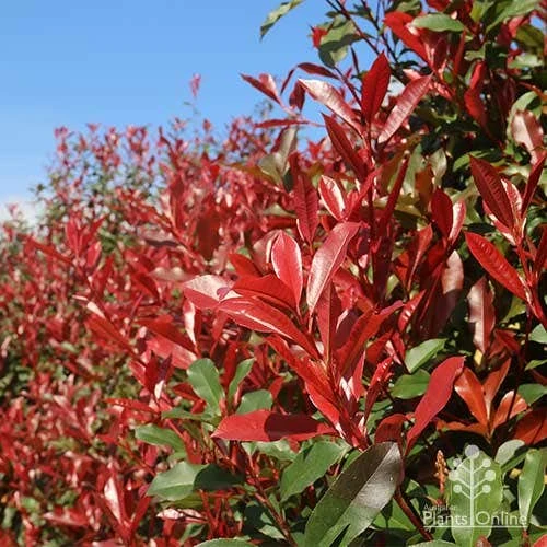 Photinia Red Robin 6 Photinia Red Robin - Image 6