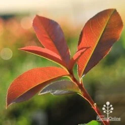 Photinia Red Robin 22 Photinia Red Robin -Felco Shop apo red robin new leaves backlit