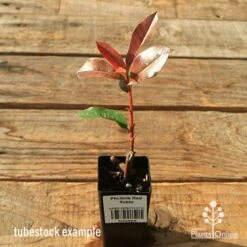 Photinia Red Robin 23 Photinia Red Robin -Felco Shop apo red robin tubestock