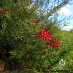 Grevillea Red Wings -Felco Shop apo red wings grevillea bush
