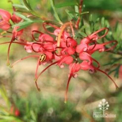Grevillea Red Wings -Felco Shop apo red wings grevillea flower ladybird